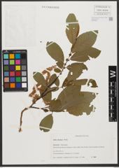 Foto von Salix silesiaca Willd.